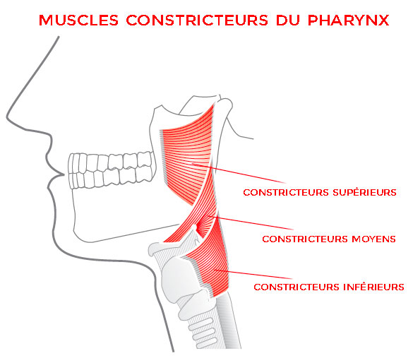 Formation chant - Anatomie physiologie voix