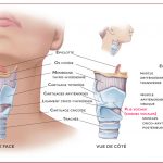 Formation chant - Anatomie physiologie voix